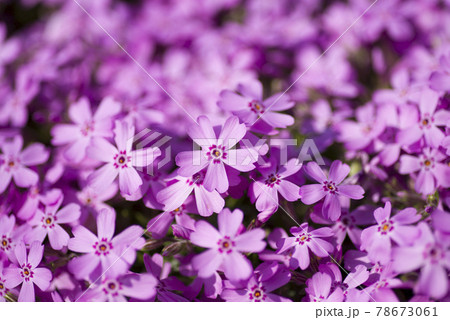 苔ピンクの写真素材