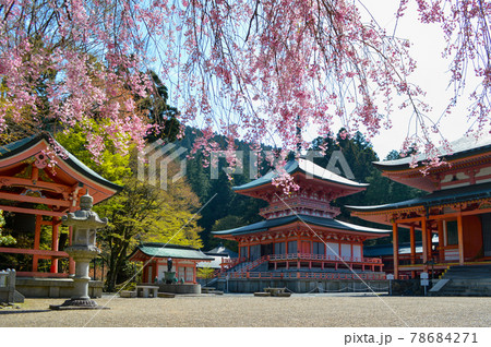 しだれ桜 比叡山 延暦寺 比叡山延暦寺の写真素材