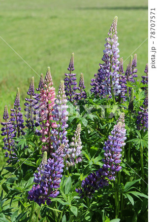 百花繚乱の写真素材