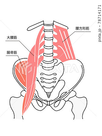骨格筋のイラスト素材