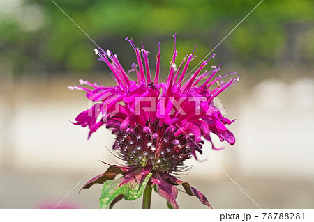 タイマツソウ 花の写真素材