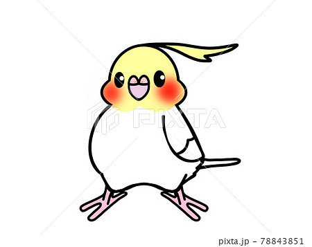 オカメインコのイラスト素材