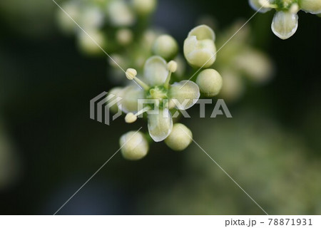 マサキの花の写真素材