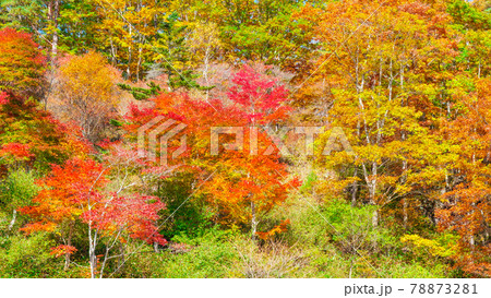八千穂高原自然園 八千穂 八千穂高原 紅葉の写真素材