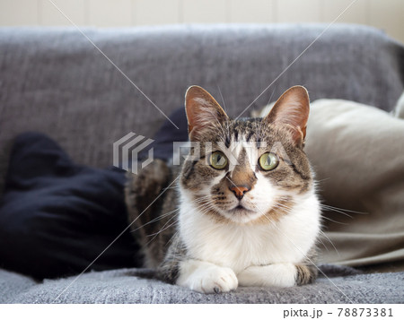 猫 動物 くつろぐ ソファの写真素材 - PIXTA