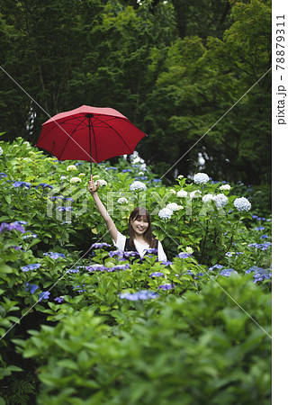 雨 傘 梅雨 美しいの写真素材