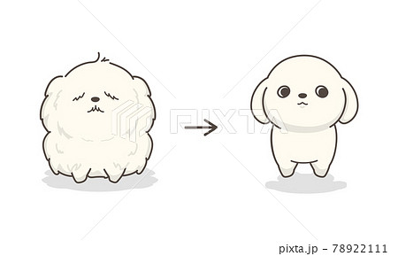 シーズーのイラスト素材