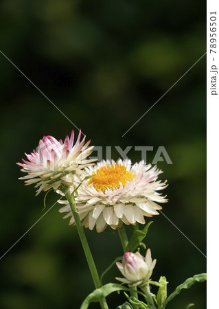 ヘリクリサム ムギワラギク 白 白い花の写真素材