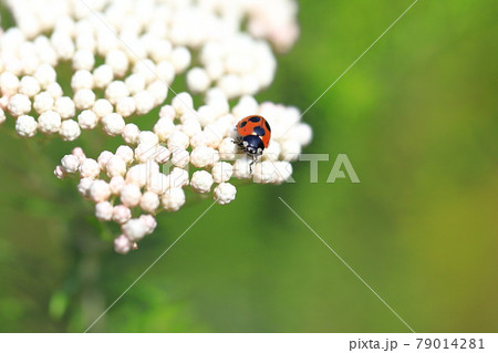 テントウ虫 花の写真素材