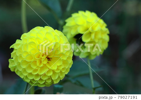 メキシコの国花の写真素材