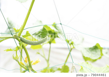 キュウリ雄花の写真素材