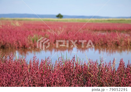 厚岸草 赤い花 珊瑚草 サンゴソウの写真素材