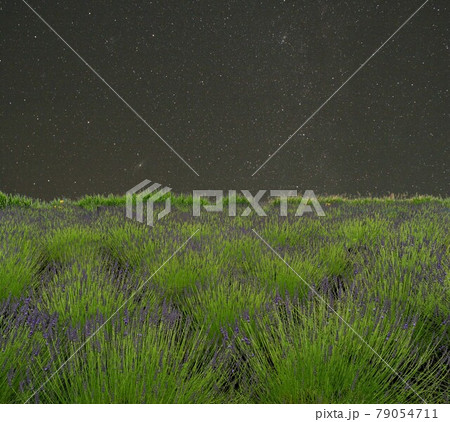アンドロメダの花の写真素材