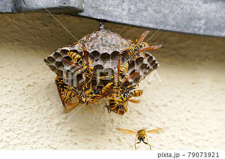 足長蜂の巣の写真素材 - PIXTA