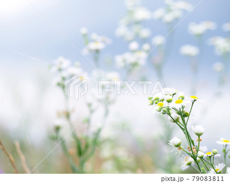貧乏草 雑草 花の写真素材 - PIXTA
