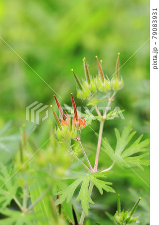 植物 雑草 白い花 小花の写真素材