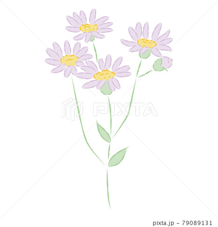 シオン 花 植物 紫苑のイラスト素材