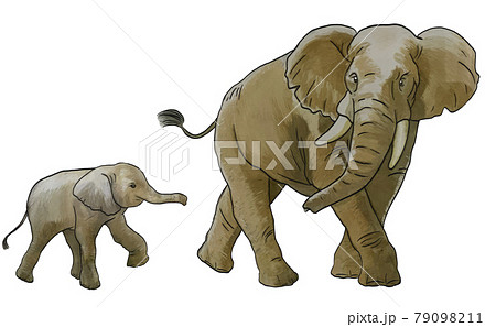 ゾウ ぞう 象 親子のイラスト素材
