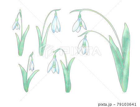 スノードロップのイラスト素材