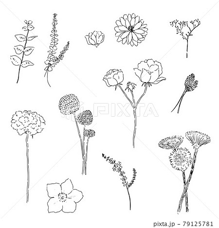 花 植物 ペン画 イラストのイラスト素材