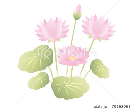 蓮の花 自然 植物 かわいいのイラスト素材