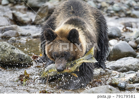 動物 鮭 熊 ヒグマの写真素材