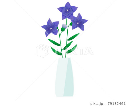 桔梗のイラスト素材
