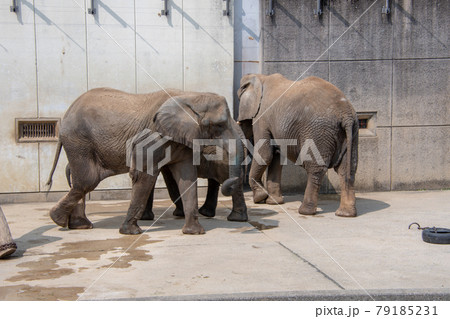 とべ動物園の写真素材