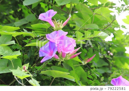 花 朝顔 真夏 薄紫色の写真素材