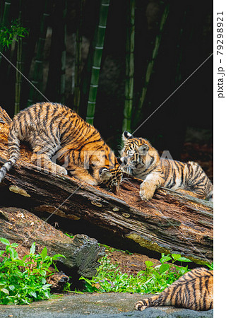 山月記の写真素材