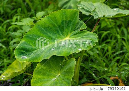 里芋 葉 水滴 植物の写真素材