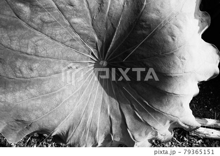 蓮 白黒 葉脈 植物の写真素材
