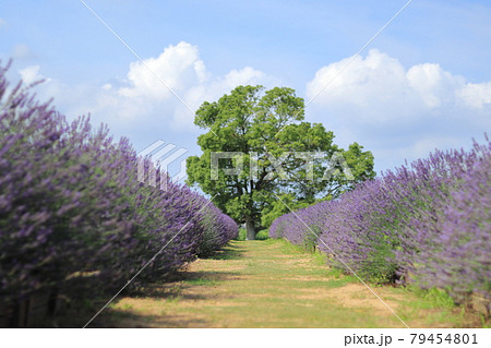 菖蒲ラベンダー堤の写真素材