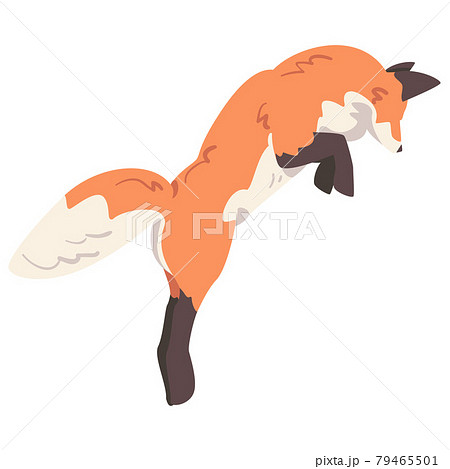きつね キツネ 狐 ジャンプのイラスト素材