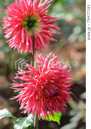 メキシコの国花の写真素材