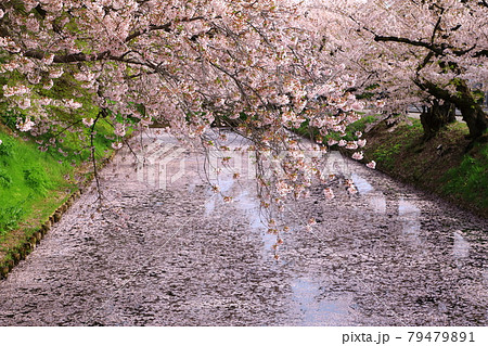 花筏の写真素材 - PIXTA