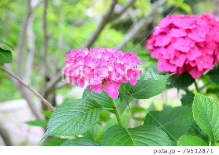 夏の花 鮮やか ピンク 小花の写真素材