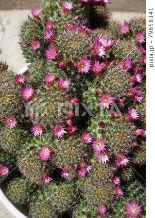 サボテンの綿毛 多肉植物の写真素材