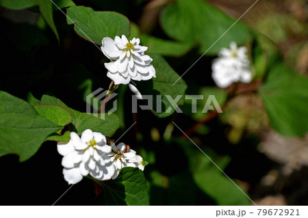 花びら5枚 花 5枚の写真素材