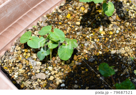 オクラ 発芽 みどり 葉っぱの写真素材