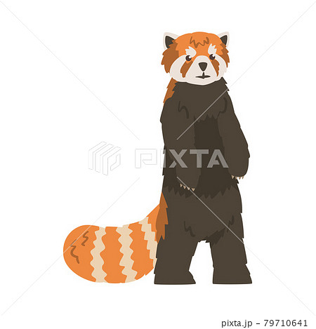 Panda Illustrations