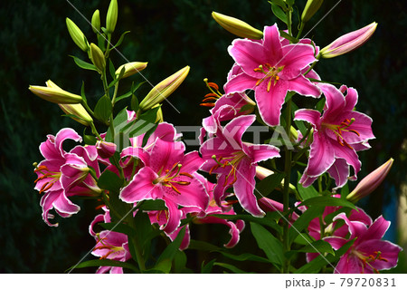 百合の花の写真素材