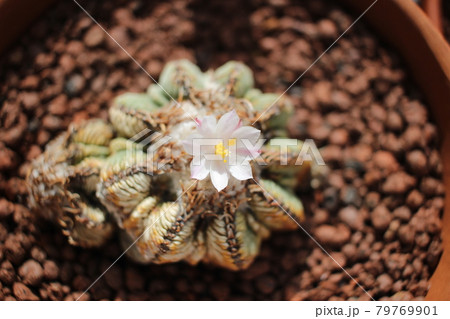 サボテン花籠の写真素材 サボテン花籠の写真素材