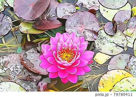 睡蓮のイラスト素材