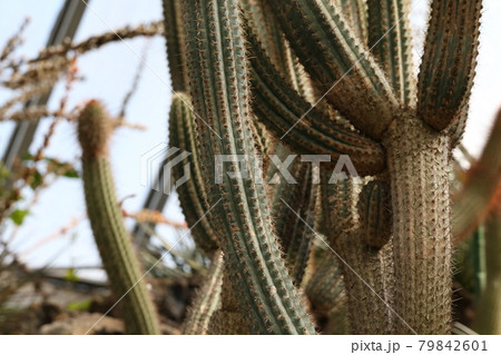 サボテン 茶色 多肉植物 トゲの写真素材