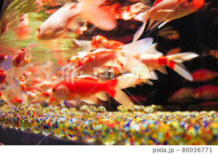 ビー玉 水槽 水 淡水の写真素材