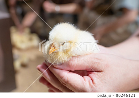 ヒヨコ ひよこ 成長 鶏の写真素材