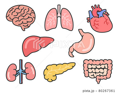 脳部位のイラスト素材