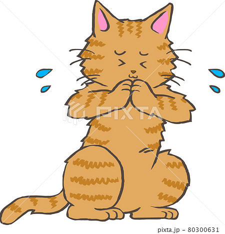 謝る ネコ ねこ 猫の写真素材