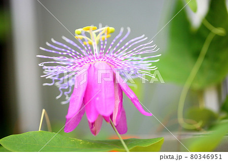 南国 花 ピンク 奇麗の写真素材